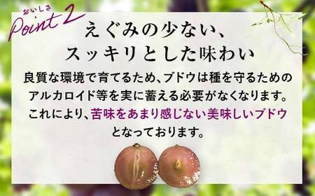 【先行予約】「冷凍ぶどう」200g フルーツ ぶどう 葡萄 ブドウ 山口県 山陽小野田市 ふるさと納税 F6L-1135