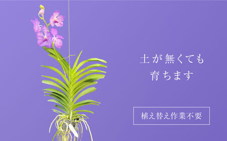 花 洋ラン バンダ 花付き株（花色お任せ） [ANGK002] 花