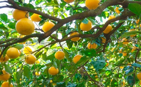 甘夏 5kg 甘夏 吉田農園