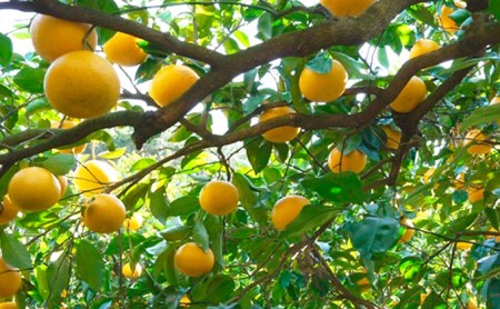 甘夏 10kg 甘夏 吉田農園