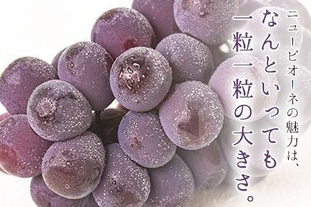 訳あり ニューピオーネ 約600gピオーネ ぶどう