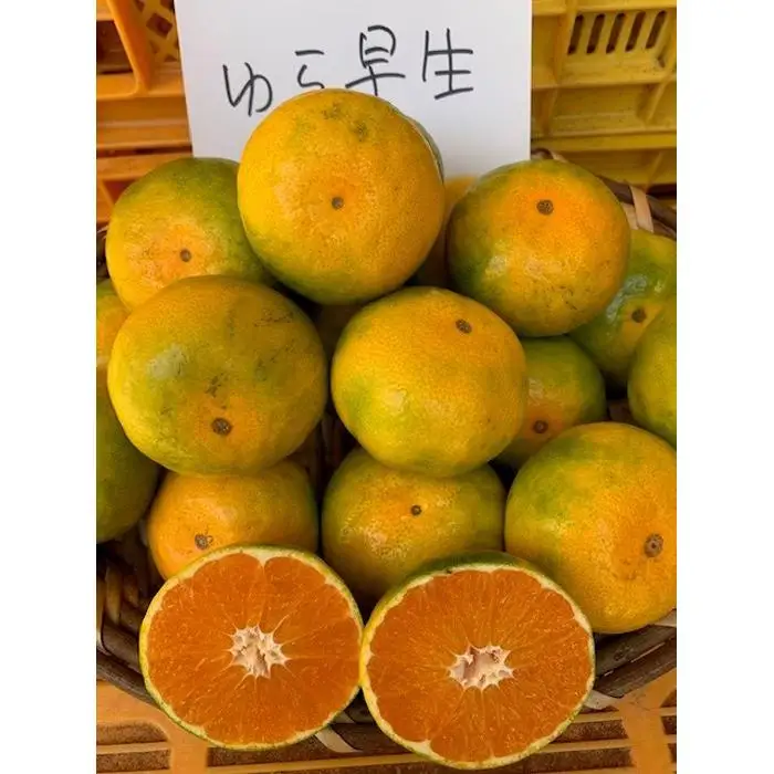 ゆら早生みかん 赤秀品 3Sサイズ 5kg