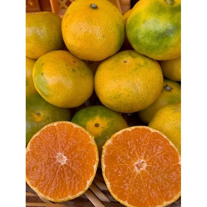 極早生みかん 赤秀品 Lサイズ 5kg