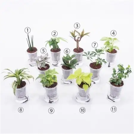 ウォータリウム　ビーカーM　ハイドロコーン植え3個セット【オススメの観葉植物でお届け】【1604658】