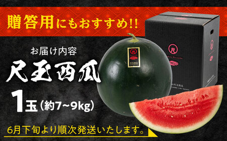 【先行予約】黒すいか 尺玉西瓜:1玉(約7kg〜9kg) スイカ[AREW001]
