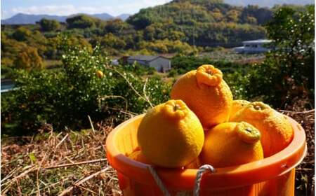 【先行予約】希少な樹上完熟　しらぬい（不知火） 秀品大玉 約2kg(6個)  / 和歌山 みかん フルーツ 柑橘 果物 くだもの ※2027年2月末～3月下旬頃に順次発送予定（お届け日指定不可）【kiy010-pl-2A】
