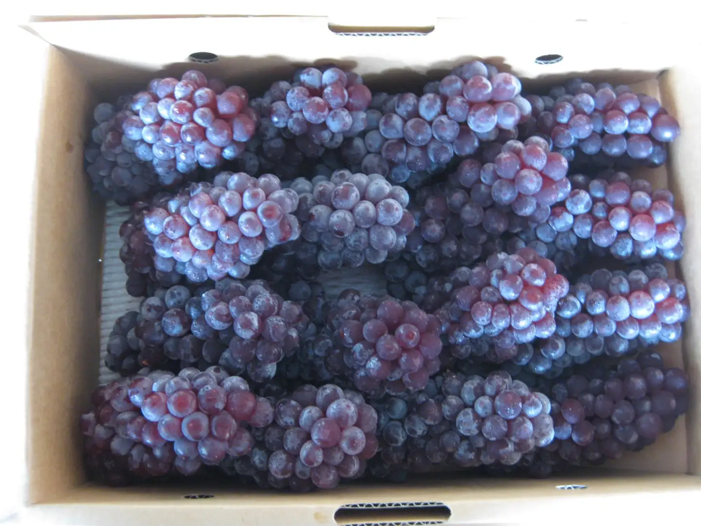 【6月下旬頃～発送】デラウェア 約2kg (12～24房入り) 葡萄 ぶどう