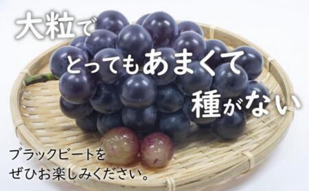 大粒ぶどう ブラックビート 約2kg