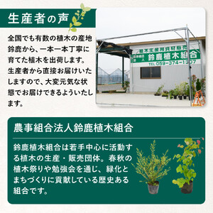 【産地直送】元気なタマリュウ(7.5pot)130本セット『約3.25平方メートル分』