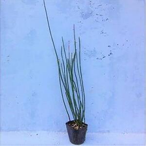 緑の力で地球を元気に!【トクサ】　10.5cmポット　20本セット　ビオトープ水鉢に　寄せ植えに!