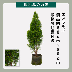クリスマスツリーにもなる♪エメラルド　樹高約70cm～90cm　取扱説明書付き