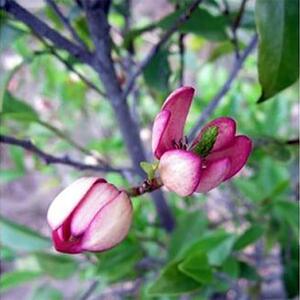 バナナの香りがする花!カラタネオガタマ(ポートワイン)  (ガーデニング用)