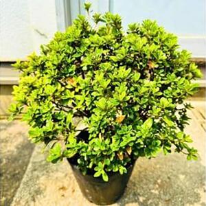 珍しい!年に2度咲くバラ咲きツツジ6号(18cm)鉢植え  (ガーデニング用)