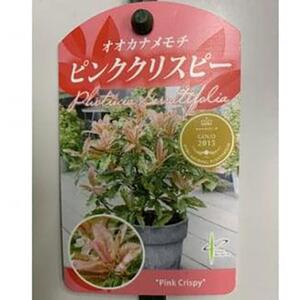 オオカナメモチ　ピンククリスピー　8号〈プラス樹〉