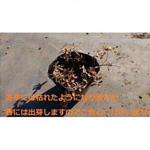 緑の力で地球を元気に!【ヒメイワダレソウ】9cmポット　緑の絨毯　40鉢 芝生のように広がる