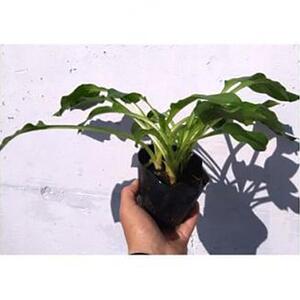 緑の力で地球を元気に!【ギボウシ】10.5cmポット　緑葉　日陰に彩りと涼しさを　20鉢