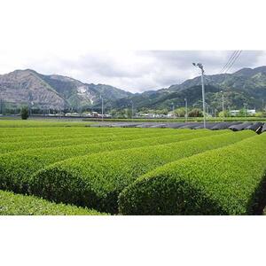 伊勢茶 かぶせ茶 ティーバッグ 5g×100回分