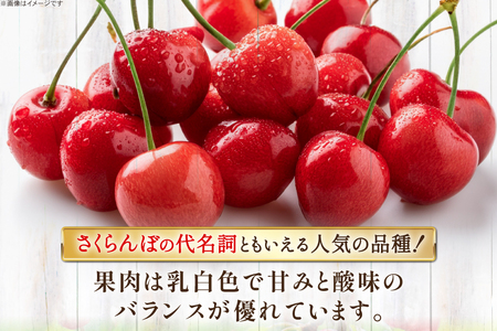【期間限定発送】 さくらんぼ 置賜産 紅王 特秀 3L 以上 500g [JA山形おきたま 山形県 高畠町 tk06ays870053]