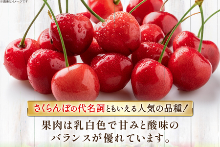 【期間限定発送】 さくらんぼ 置賜産 紅王 特秀 3L 以上 100g 3p 計300g [JA山形おきたま 山形県 高畠町 tk06ays870054]