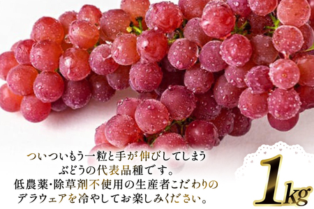 【期間限定発送】 デラウェア 1kg [大野農園 山形県 高畠町 tk06ayt050001]