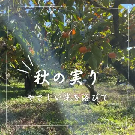 訳あり【令和8年10月より順次発送】たねなし柿L～2Lサイズ(16～18個入り)_果物・フルーツ 柿（カキ）  かき_【配送不可地域：離島】【1601325】