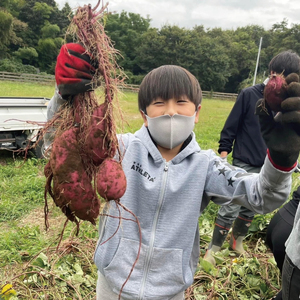 【2026年1月上旬から発送】【4ヶ月定期便】生芋10kg S～Lサイズ混合 1箱【芋 さつまいも サツマイモ  阿見町 茨城県】(56-17)