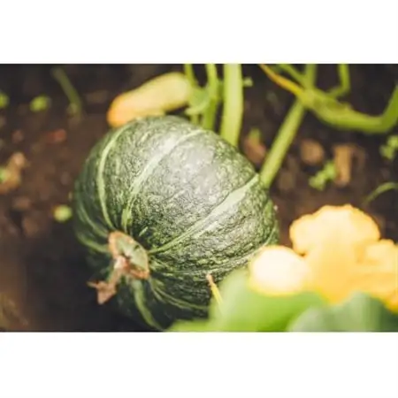 北海道帯広市産　かぼちゃ「きみまろん」10kg　糖度15～19_野菜 かぼちゃ  カボチャ 南瓜_【1548011】