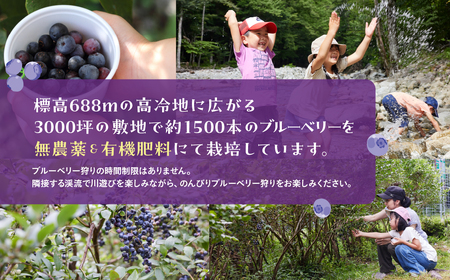 【食べ放題】ブルーベリー狩り体験チケット（大人 1枚）中学生以上 ブルーベリー 摘み取り 体験 ブルーベリー狩り フルーツ狩り 時間 無制限 下呂市【106-1】