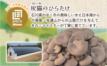 灰猫のひらたけクリームスープ 5箱 | 国産 食物繊維 ひらたけ 平茸 クリーム 濃厚