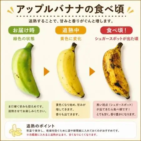【栽培期間中農薬不使用】やんばるバナナ1.5kg(7～20本)【1579241】