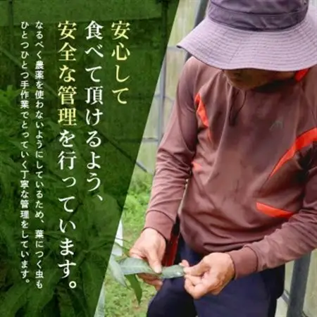 【2026年6月から順次発送】優品アーウィンマンゴー5kg(8～12玉)【配送不可地域：離島】【1584603】