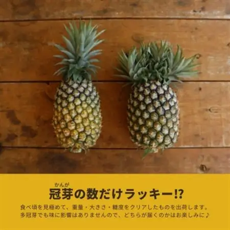 【2026年5月から順次発送・ハウス栽培】パイナップルの王様 ゴールドバレル1玉【配送不可地域：離島】【1584621】