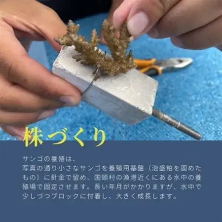 サンゴ株作り体験1名様(サンゴ証明書付き)【1588049】