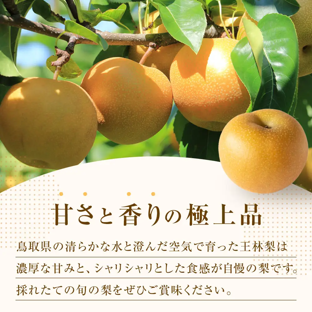 王秋梨  5kg（ＪＡ） ※2026年10月下旬～11月下旬頃に順次発送予定  梨