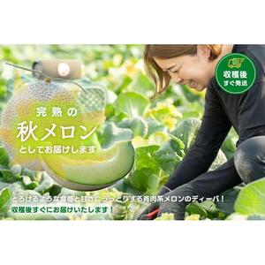【先行予約】920.【青肉系メロン】ディーバ×２玉（1玉2kg前後×2玉）※離島への配送不可（北海道、沖縄本島は配送可能）
