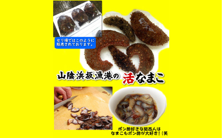 魚屋さん自家製　赤なまこポン酢漬け　2パック
