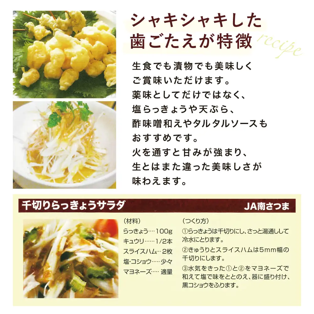 ◆5月中旬発送開始◆【鹿児島県南さつま市産】加世田砂丘らっきょう 約5kg ラッキョウ サラダ 天ぷら かき揚げ 酢味噌 特産品 野菜 旬 期間限定 JA 南さつま市