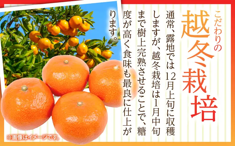 【先行予約】越冬小原紅早生みかん　3kg【香川県共通返礼品】|みかん フルーツ 果物 果実 小原紅早生 デザート 贈答 贈り物 柑橘 柑橘系 グルメ 人気 おすすめ 旬 旬のみかん 季節 季節のみかん 柑橘果物 果汁 香川県 三木町 送料無料|_mk025-001