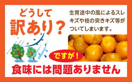 【先行受付】訳あり温州みかん約10kg（2L-2S) | みかん 温州みかん 果物 果実 訳あり 訳ありみかん 訳あり果物 訳ありフルーツ フルーツ 香川県 三木町 |_mk006-032