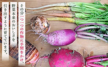 プチマルシェお野菜ボックス(S)　季節の野菜６～７種類　≪IDOMALL　セレクト≫| 野菜 新鮮 冷蔵 旬 香川県 野菜ボックス 季節の野菜 青果物 季節 マルシェ 冷蔵 おすすめ|_mk048-003