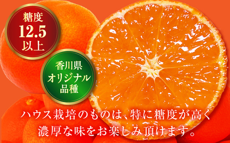 【先行受付】ハウスさぬき紅みかん 約1kg 10-18玉 (化粧箱入り)【香川県共通返礼品】|さぬき さぬき紅みかん 紅みかん 小原早生 小原早生みかん 最上階級 化粧箱 贈り物 贈りもの ギフト 厳選 果物 フルーツ 人気 香川 香川県 三木町 ハウス栽培 ジューシー 糖度が高い 先行受付 先行予約 季節限定 旬 おすすめ |_mk006-045