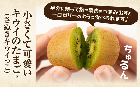 キウイフルーツ【キウイのたまごR】(キウイっこ)　約1.8kg×2箱 | キウイ フルーツ 果物 旬 旬の果物 キウイフルーツ デザート 生鮮食品 贈り物 贈答 お裾分け おすすめ 人気 ギフト グルメ 特産品 果肉 季節 季節の果物 香川県 三木町 |_mk165-009