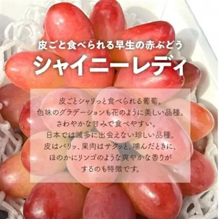 【希少品種】シャイニーレディ 厳選品 大1房 700g～ (岡山県産) オリジナルの贈答箱でお届け!【配送不可地域：離島】【1602099】