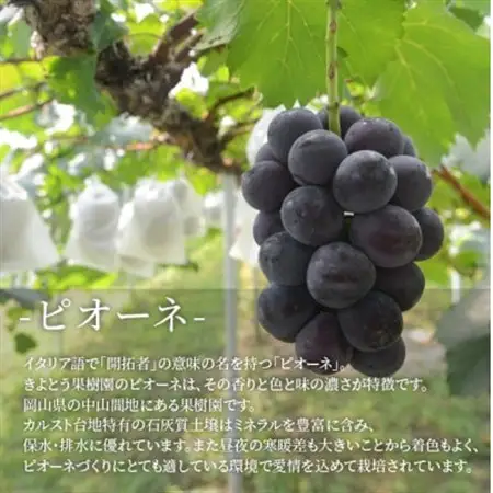 【上級品】ピオーネ 大2房入/計1.3kg～(岡山県産) 果樹園の人気葡萄! 贈答にもおすすめです【配送不可地域：離島】【1604053】