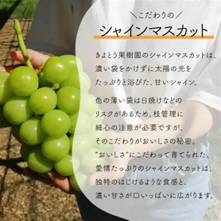 【発送月固定定期便】シャインマスカット(大2房)の満足便!2便計2.6kg～(岡山県産)全2回【配送不可地域：離島】【4065361】