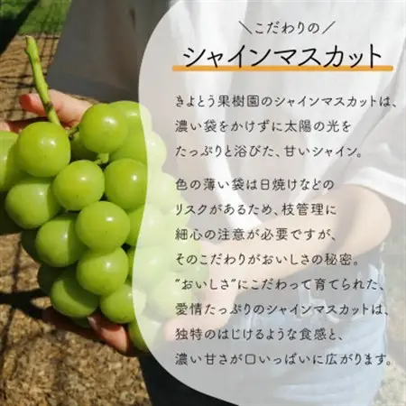 【発送月固定定期便】シャインマスカット(大2房)を楽しむ満足便!3便計3.9kg～(岡山県産)全3回【配送不可地域：離島】【4065362】