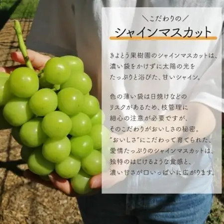 【発送月固定定期便】シャインマスカット(3-5房)を楽しむ満足便!3便計6.0kg～(岡山産)全3回【配送不可地域：離島】【4065364】