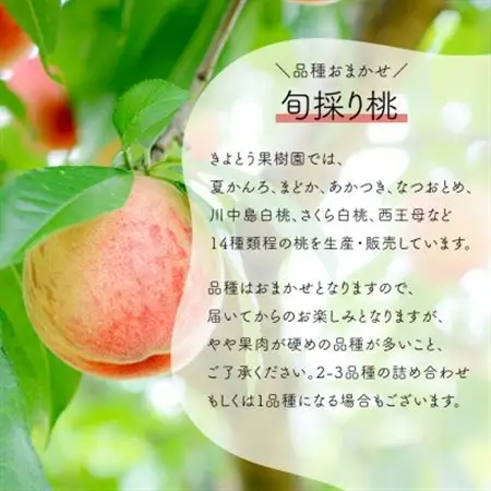 【発送月固定定期便】おかやまフルーツ便! 桃とシャインマスカットどっちも食べたい!(岡山県産)全2回【配送不可地域：離島・北海道・沖縄県】【4065365】