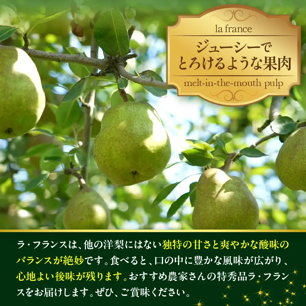 洋梨 ラフランス 5kg 特秀 令和8年産 洋梨 ラフランス