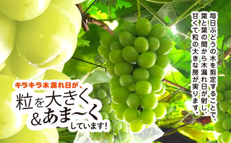 シャインマスカット 700g × 1房 シャインマスカット